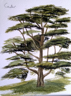 Cedar